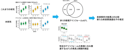 日本人集団におけるアイソフォームの発現量に影響する遺伝的多様性の同定