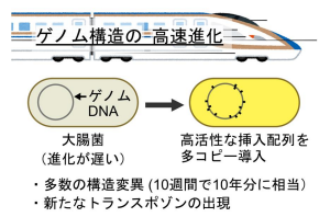 細菌のゲノム構造進化を実験室で観測～トランスポゾンに駆動された進化を加速する新手法を開発～