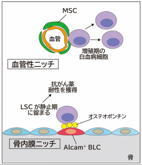 治療を逃れる白血病幹細胞の「隠れ家」とは?～白血病再発の原因となる白血病幹細胞の潜伏場所と生存戦略の解明～
