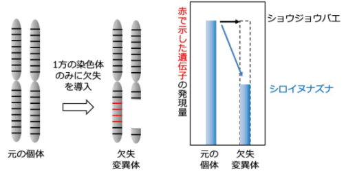 メンデルの時代にはなかった“欠けた染色体”の力～植物の遺伝子が半分になると性質が変わる――新しい育種のヒントに～