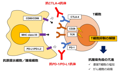 イヌのがんに抗CTLA-4抗体治療が有効であることを初めて報告～イヌのがんへの免疫療法の適用拡大に期待～