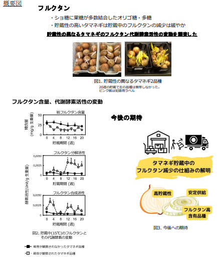 貯蔵性の異なるタマネギのフルクタン代謝酵素活性の違いが明らかに〜高貯蔵性タマネギの育成や機能性維持に適した貯蔵技術開発への貢献に期待〜