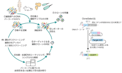 「遡る生物学」という新コンセプト 特定の運命を持つ細胞を取り出す技術 ～再生医療、細胞進化研究などへの幅広い応用に期待～
