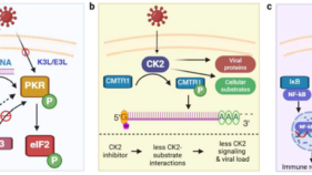 ウイルス感染における翻訳後修飾の役割とプロテオミクスの可能性(The Roles of Post-Translational Modifications in Virus Infection and How Proteomics Can Help)