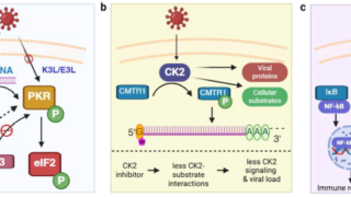 ウイルス感染における翻訳後修飾の役割とプロテオミクスの可能性(The Roles of Post-Translational Modifications in Virus Infection and How Proteomics Can Help)