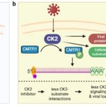 ウイルス感染における翻訳後修飾の役割とプロテオミクスの可能性(The Roles of Post-Translational Modifications in Virus Infection and How Proteomics Can Help)