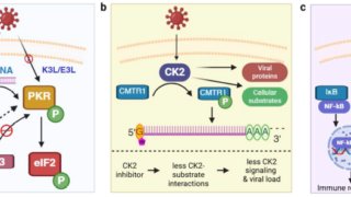 ウイルス感染における翻訳後修飾の役割とプロテオミクスの可能性(The Roles of Post-Translational Modifications in Virus Infection and How Proteomics Can Help)
