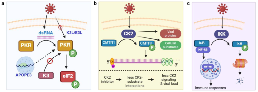 ウイルス感染における翻訳後修飾の役割とプロテオミクスの可能性(The Roles of Post-Translational Modifications in Virus Infection and How Proteomics Can Help) ウイルス感染における翻訳後修飾の役割とプロテオミクスの可能性(The Roles of Post-Translational Modifications in Virus Infection and How Proteomics Can Help)