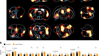 嗅覚から食欲への神経回路を解明(Sniffing out hunger: a nose-to-brain connection linked to appetite)