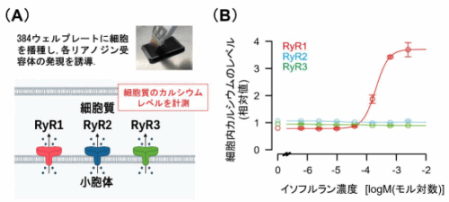 吸入麻酔薬はなぜ効くのか?作用メカニズムの一端を解明 ～標的分子の1つとして1型リアノジン受容体を特定～