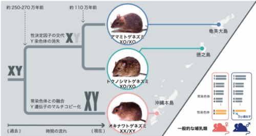 Y染色体はどこへ?―ユニークな進化の軌跡～トゲネズミ性染色体の長年の謎が明らかに～