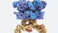 タンパク質のプロセシングに関する新たな理解、アルツハイマーやがん研究への影響も(New understanding of protein processing could have implications for Alzheimer’s and some cancers)