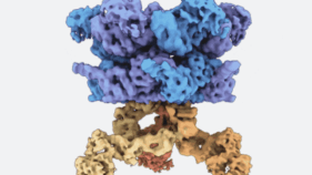 タンパク質のプロセシングに関する新たな理解、アルツハイマーやがん研究への影響も(New understanding of protein processing could have implications for Alzheimer’s and some cancers)