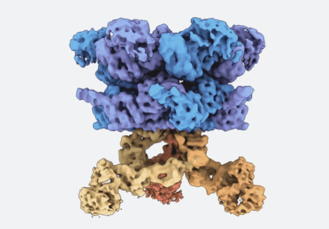 タンパク質のプロセシングに関する新たな理解、アルツハイマーやがん研究への影響も(New understanding of protein processing could have implications for Alzheimer’s and some cancers)