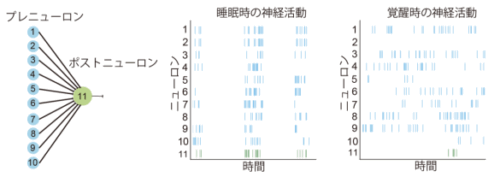 「睡眠学習」が生じる条件を理論的に予測～特定の神経活動量と学習則がシナプス結合を強化～