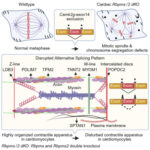 2つの関連タンパク質が心臓発生を制御(Two Related Proteins Control Development of the Heart)