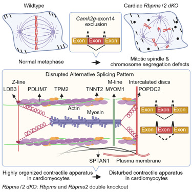 2つの関連タンパク質が心臓発生を制御(Two Related Proteins Control Development of the Heart)