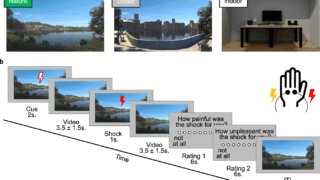 VR森林浴がストレス軽減に効果(Virtual forest bathing alleviates stress)