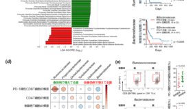 腸内細菌は樹状細胞を介して腸から離れたがんの免疫環境に影響する免疫チェックポイント阻害薬の作用に関与する新たな腸内細菌を同定～英国科学雑誌「Nature」で発表～