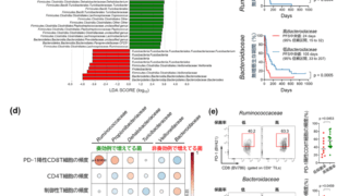 腸内細菌は樹状細胞を介して腸から離れたがんの免疫環境に影響する免疫チェックポイント阻害薬の作用に関与する新たな腸内細菌を同定～英国科学雑誌「Nature」で発表～