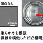 日常動作や持久的活動に重要な「遅筋」培養筋肉の作製に成功～筋肉の衰えを予防する筋機能の改善法開発に新展開～