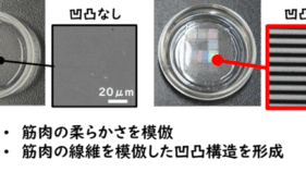 日常動作や持久的活動に重要な「遅筋」培養筋肉の作製に成功～筋肉の衰えを予防する筋機能の改善法開発に新展開～