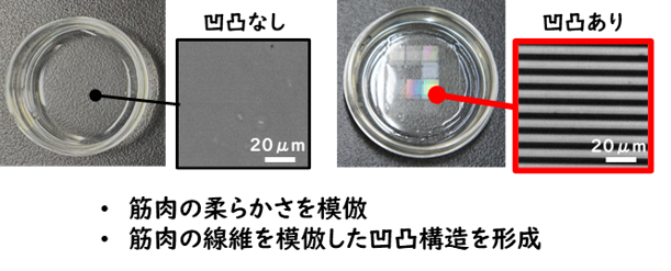 日常動作や持久的活動に重要な「遅筋」培養筋肉の作製に成功～筋肉の衰えを予防する筋機能の改善法開発に新展開～