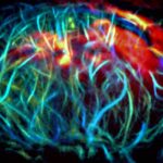 深部組織イメージング用の光感受性分子を開発(Light-Sensitive Molecule Allows Researchers to Visualize and Manipulate Cells in Deep Tissues)