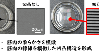 日常動作や持久的活動に重要な「遅筋」培養筋肉の作製に成功～筋肉の衰えを予防する筋機能の改善法開発に新展開～