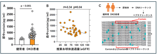 糖尿病関連腎臓病の新たな進展メカニズムを解明～腸内細菌叢そうが産生するペプチドが腎の老化と線維化を促進～