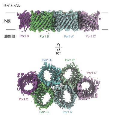 ミトコンドリア外膜の透過口の新機能の発見～透過口が関わる病態やミトコンドリアDNA漏出の機構解明に期待～