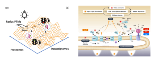 シアノバクテリアの代謝変動を制御するタンパク質複合体の研究(Redox-Driven Protein Complexes Signal Metabolic Modulation in Cyanobacteria)