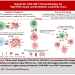 新たな「棚から取り出せる」免疫療法が小児白血病治療に有望(New ‘off-the-shelf’ immunotherapy shows promise for treating high-risk childhood leukaemia)