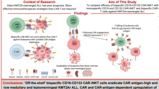 新たな「棚から取り出せる」免疫療法が小児白血病治療に有望(New ‘off-the-shelf’ immunotherapy shows promise for treating high-risk childhood leukaemia)
