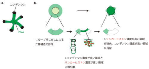 コンデンシンはリンカーヒストンと競合してヘテロなDNA構造を形成する～分裂期染色体形成の生物物理の解明に期待～
