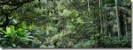 草のように成長する樹木植物が気候ソリューションに(Scientists Identify Potential Climate Solutions in “Grassy Trees”)