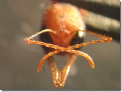 アリの嗅覚と遺伝子の関係を解明(Ants Use a Genetic ‘Bulldozer’ to Achieve a Hyper-Specific Sense of Smell)