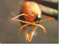 アリの嗅覚と遺伝子の関係を解明(Ants Use a Genetic ‘Bulldozer’ to Achieve a Hyper-Specific Sense of Smell)