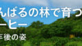 やんばるの林で育つコーヒー ― 一年後の姿