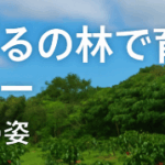 やんばるの林で育つコーヒー ― 一年後の姿