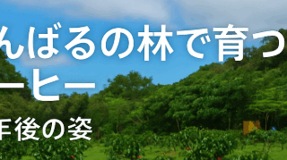 やんばるの林で育つコーヒー ― 一年後の姿