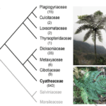 ヒカゲヘゴ科シダ植物の「生きた化石」的生存戦略のゲノム的秘密を解明(Researchers Uncover Genomic Secrets Behind Cyatheaceae Tree Ferns’ Survival as “Living Fossils”) ヒカゲヘゴ科シダ植物の「生きた化石」的生存戦略のゲノム的秘密を解明(Researchers Uncover Genomic Secrets Behind Cyatheaceae Tree Ferns’ Survival as “Living Fossils”)