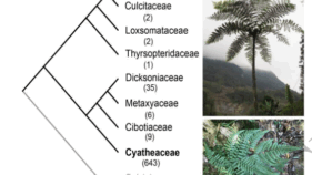 ヒカゲヘゴ科シダ植物の「生きた化石」的生存戦略のゲノム的秘密を解明(Researchers Uncover Genomic Secrets Behind Cyatheaceae Tree Ferns’ Survival as “Living Fossils”)