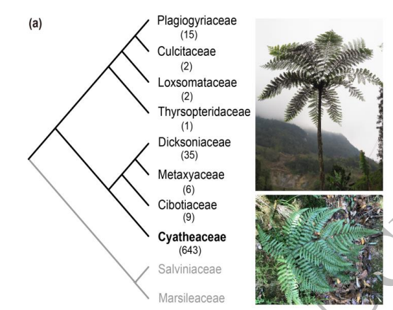 ヒカゲヘゴ科シダ植物の「生きた化石」的生存戦略のゲノム的秘密を解明(Researchers Uncover Genomic Secrets Behind Cyatheaceae Tree Ferns’ Survival as “Living Fossils”)