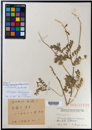 標本庫から見つかった消息不明の新種スガワラオウギ～約90年前にサハリン島で1度だけ採集されたマメ科ゲンゲ属～