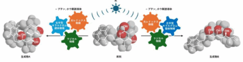ブテンを原料に天然物のコードを紡ぐ～新触媒が拓く医薬リード分子の迅速プログラム合成～