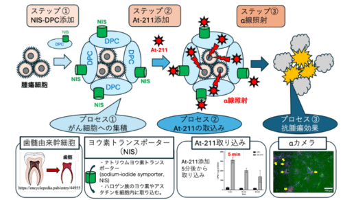 胃がん腹膜播種への新たな治療法を開発～幹細胞とα線を組み合わせた新アプローチ～
