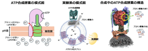 「生命のエネルギー工場」を動かす仕組みをクライオ電子顕微鏡で解明!