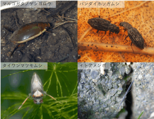 絶滅危惧種を多く含む水生甲虫・水生カメムシで環境 DNA 分析に必要な参照 DNA 配列を網羅的に整備