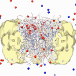 核膜孔複合体が分子の通過を制御する仕組みを解明(New study reveals how tiny but powerful gatekeepers guard the nucleus)